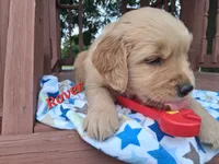 Rover, a male Golden Retriever for sale in Romulus, NY – 4 of 6