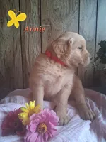 Annie, a female Golden Retriever for sale in Romulus, NY – 2 of 7