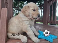 Nick, a male Golden Retriever for sale in Romulus, NY – 5 of 7