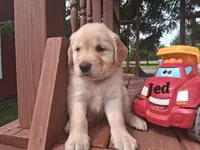 Jed, a male Golden Retriever for sale in Romulus, NY – 3 of 8