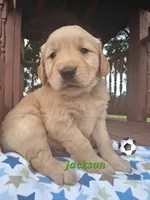 Jackson, a male Golden Retriever for sale in Romulus, NY – 3 of 6