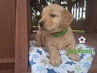 Jackson, a male Golden Retriever for sale in Romulus, NY – 5 of 6