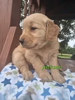Jackson, a male Golden Retriever for sale in Romulus, NY – 6 of 6