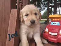 Jed, a male Golden Retriever for sale in Romulus, NY – 6 of 8