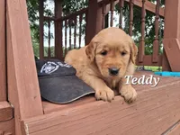 Teddy, a male Golden Retriever for sale in Romulus, NY – 4 of 5