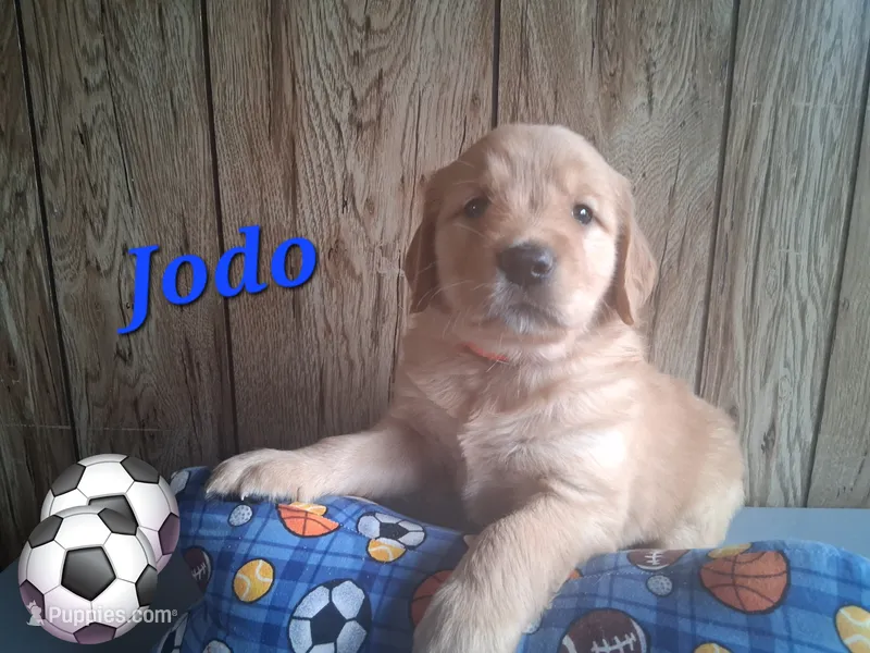 Jodo – Golden Retriever puppy for sale in Romulus, NY