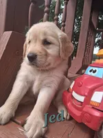 Jed, a male Golden Retriever for sale in Romulus, NY – 2 of 8