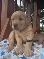 Jackson, a male Golden Retriever for sale in Romulus, NY – 2 of 6