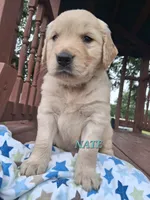 Nate, a male Golden Retriever for sale in Romulus, NY – 3 of 7