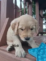 Nick, a male Golden Retriever for sale in Romulus, NY – 6 of 7