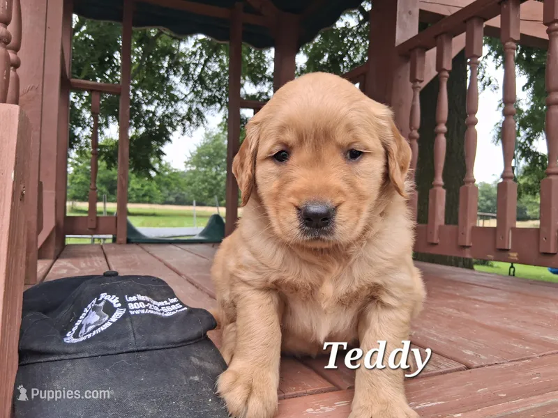 Teddy – Golden Retriever puppy for sale in Romulus, NY