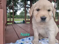Nate, a male Golden Retriever for sale in Romulus, NY – 2 of 7