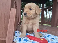 Rover, a male Golden Retriever for sale in Romulus, NY – 6 of 6