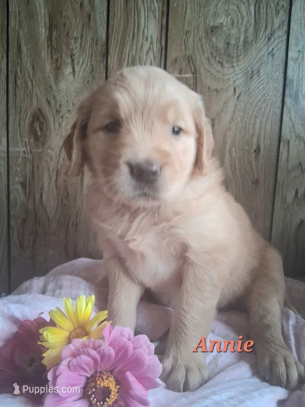 Annie – Golden Retriever puppy for sale in Romulus, NY
