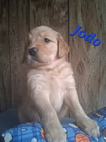 Jodo, a male Golden Retriever for sale in Romulus, NY – 6 of 8