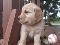 Jed, a male Golden Retriever for sale in Romulus, NY – 5 of 8