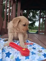 Rover, a male Golden Retriever for sale in Romulus, NY – 2 of 6