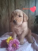 Annie, a female Golden Retriever for sale in Romulus, NY – 3 of 7