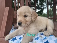 Nate, a male Golden Retriever for sale in Romulus, NY – 6 of 7