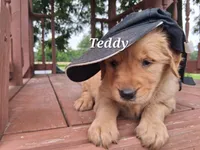 Teddy, a male Golden Retriever for sale in Romulus, NY – 3 of 5