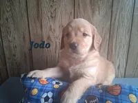 Jodo, a male Golden Retriever for sale in Romulus, NY – 2 of 8