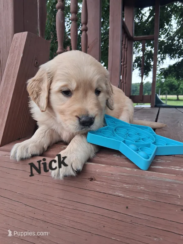 Nick – Golden Retriever puppy for sale in Romulus, NY