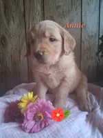 Annie, a female Golden Retriever for sale in Romulus, NY – 4 of 7
