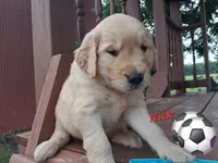 Nick, a male Golden Retriever for sale in Romulus, NY – 2 of 7