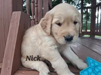 Nick, a male Golden Retriever for sale in Romulus, NY – 4 of 7