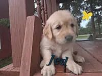 Jed, a male Golden Retriever for sale in Romulus, NY – 8 of 8