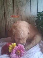 Annie, a female Golden Retriever for sale in Romulus, NY – 5 of 7