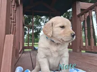Nate, a male Golden Retriever for sale in Romulus, NY – 4 of 7