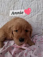 Annie, a female Golden Retriever for sale in Romulus, NY – Photo 5 of 6