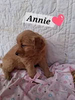 Annie, a female Golden Retriever for sale in Romulus, NY – Photo 2 of 6