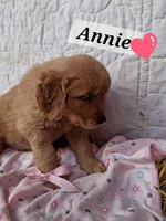 Annie, a female Golden Retriever for sale in Romulus, NY – Photo 6 of 6