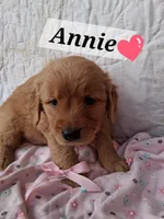 Annie, a female Golden Retriever for sale in Romulus, NY – Photo 3 of 6