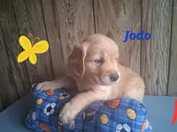 Jodo, a male Golden Retriever for sale in Romulus, NY – 5 of 8