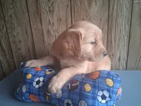 Jodo, a male Golden Retriever for sale in Romulus, NY – 4 of 8
