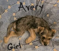 Avery , a female Miniature Schnauzer and Chihuahua for sale in Montezuma, GA – 7 of 7