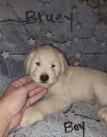 Bluey, a male Miniature Schnauzer and Chihuahua for sale in Montezuma, GA – 7 of 9