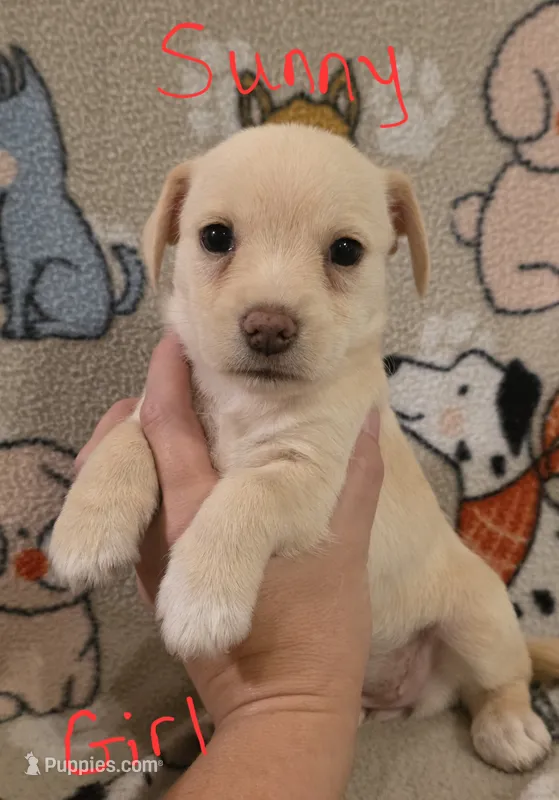 Sunny – Miniature Schnauzer, Chihuahua puppy for sale in Montezuma, GA