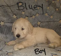 Bluey, a male Miniature Schnauzer and Chihuahua for sale in Montezuma, GA – 4 of 9