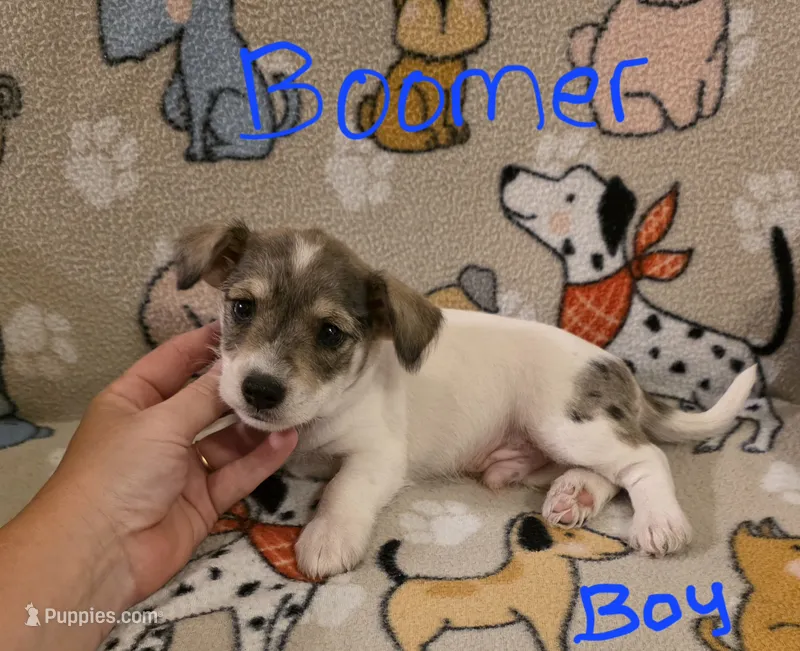 Boomer – Miniature Schnauzer, Chihuahua puppy for sale in Montezuma, GA
