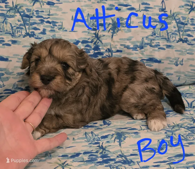 Atticus  – Miniature Schnauzer, Chihuahua puppy for sale in Montezuma, GA