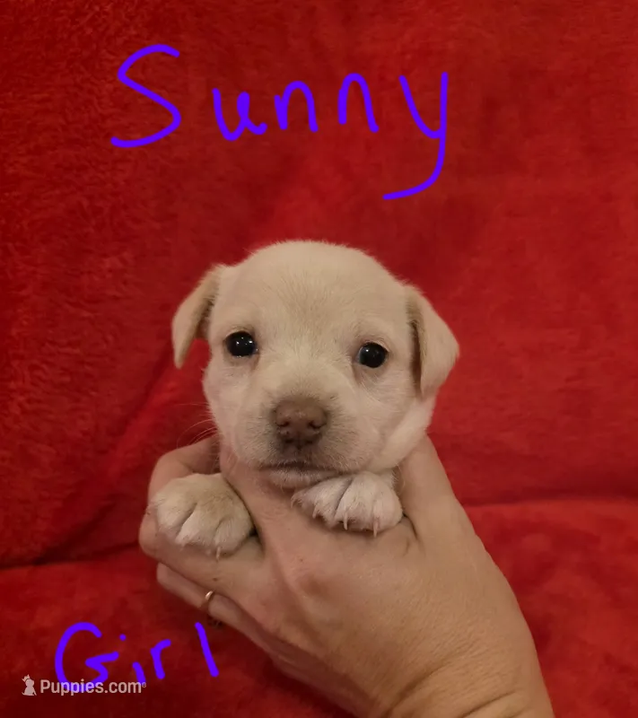 Sunny – Miniature Schnauzer, Chihuahua puppy for sale in Montezuma, GA