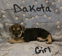 Dakota , a female Miniature Schnauzer and Chihuahua for sale in Montezuma, GA – 3 of 7