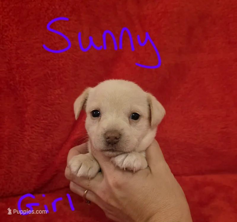 Sunny – Miniature Schnauzer, Chihuahua puppy for sale in Montezuma, GA