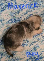 Maverick , a male Miniature Schnauzer and Chihuahua for sale in Montezuma, GA – 5 of 5