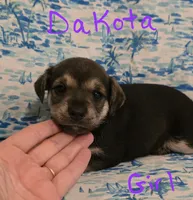 Dakota , a female Miniature Schnauzer and Chihuahua for sale in Montezuma, GA – 2 of 5