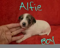 Alfie, a male Miniature Schnauzer and Chihuahua for sale in Montezuma, GA – 3 of 5